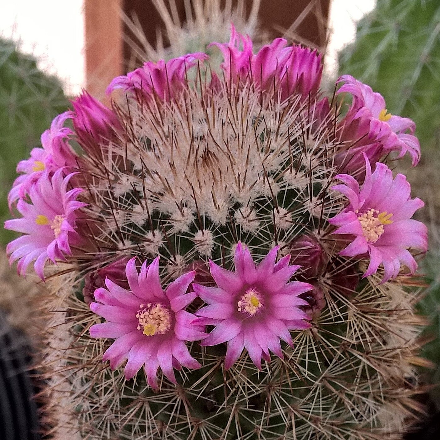 Mammillaria bambusiphila