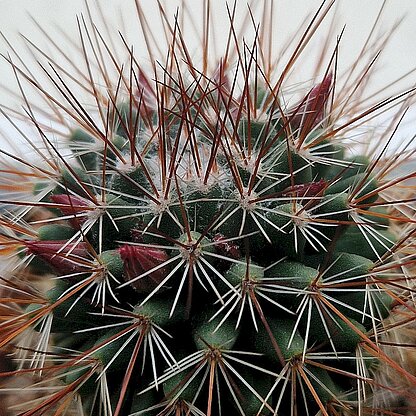 Mammillaria hamata