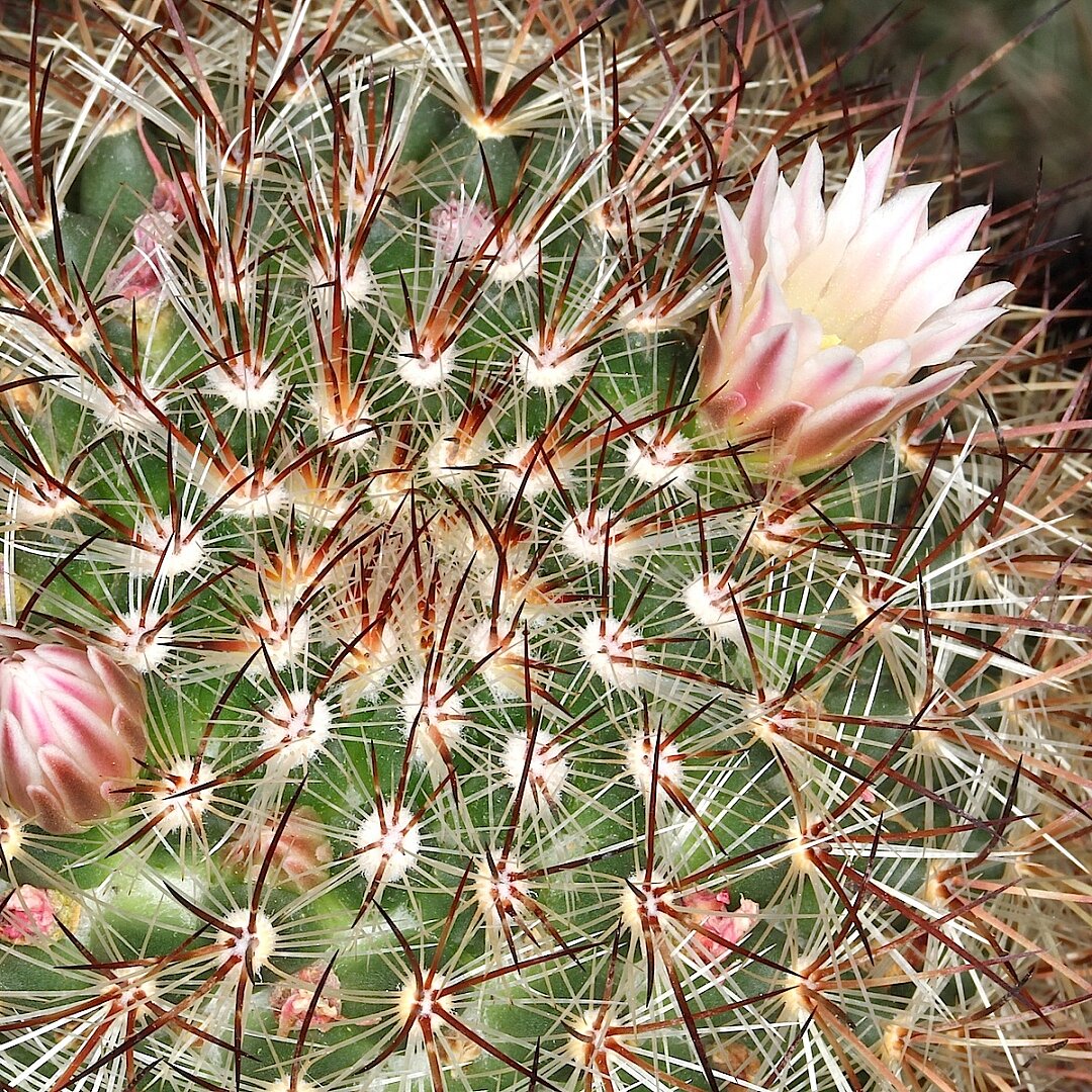 Mammillaria amoena
