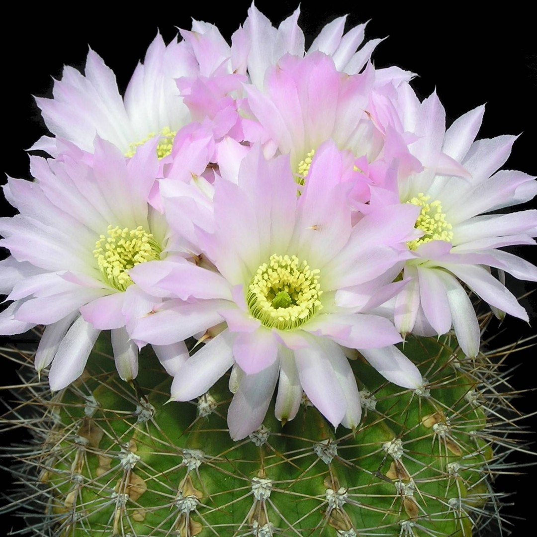 Acanthocalycium violaceum