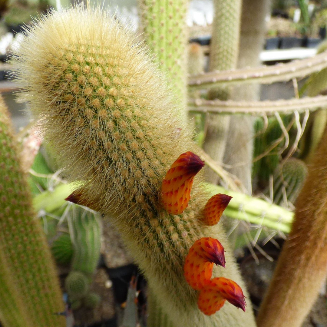 Cleistocactus wendlandiorum