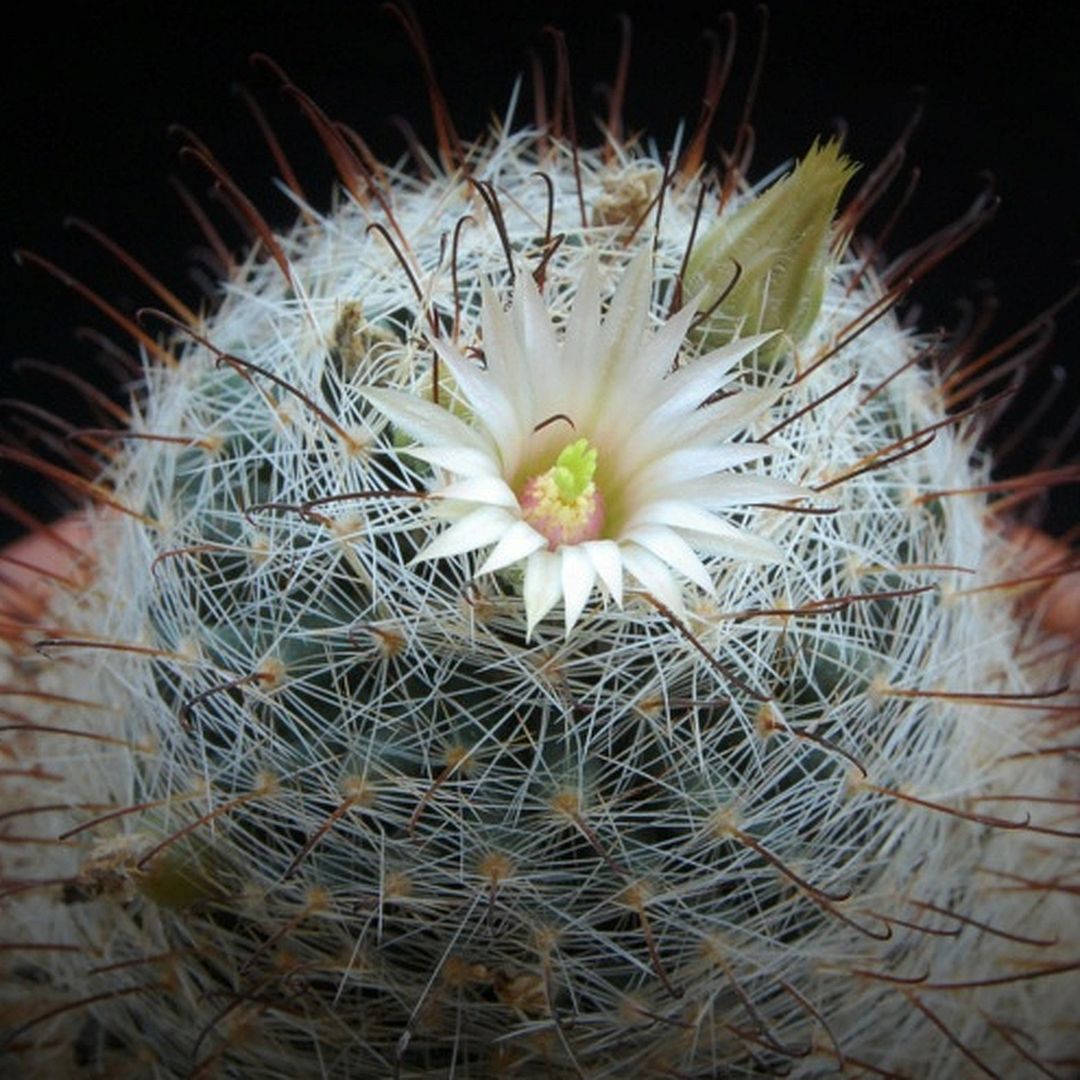 Cochemiea viridiflora.