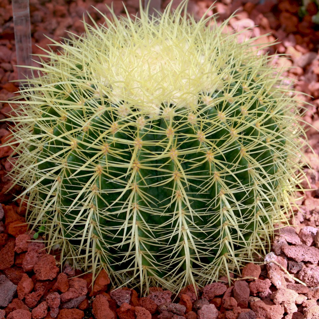 Echinocactus grusonii