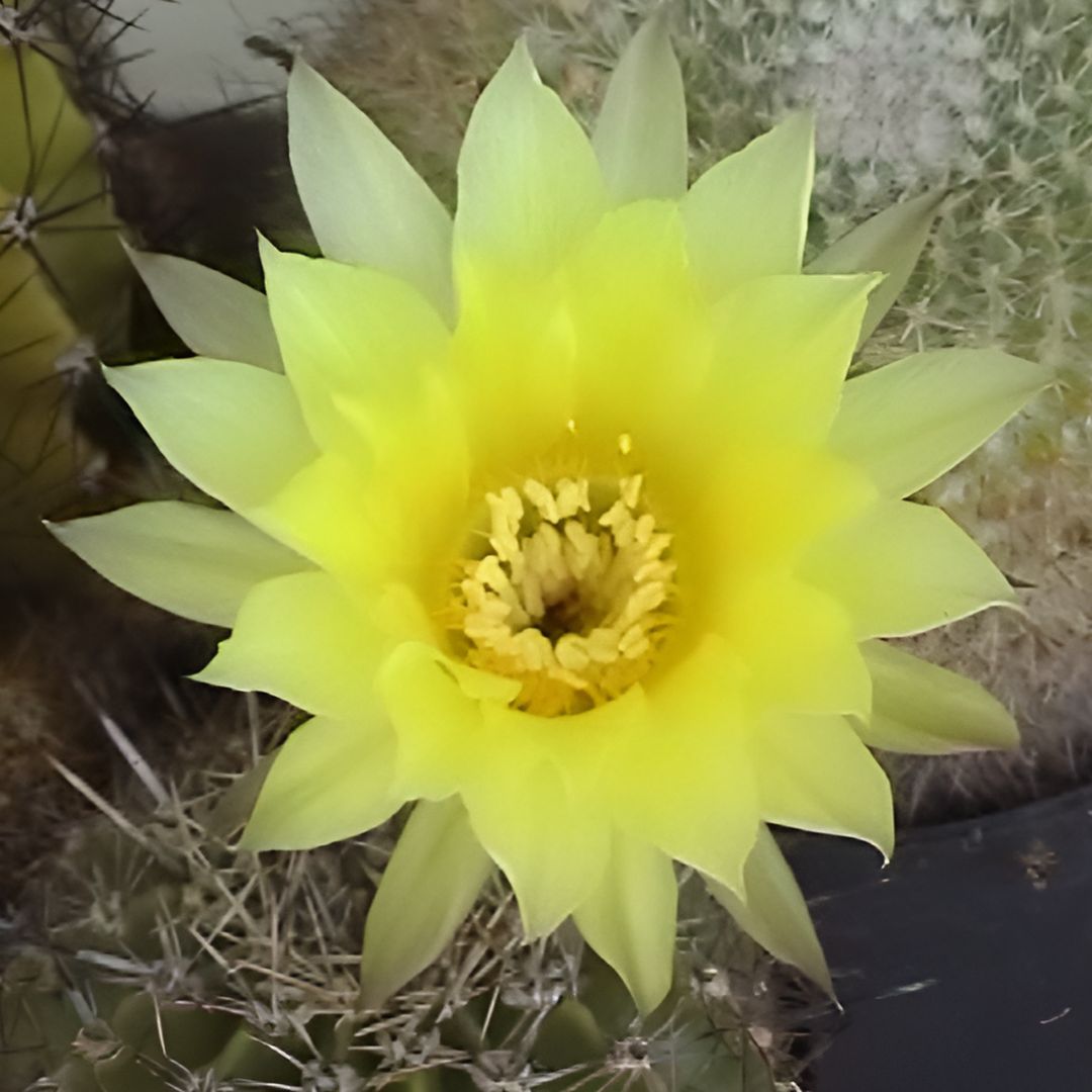 Echinopsis aurea