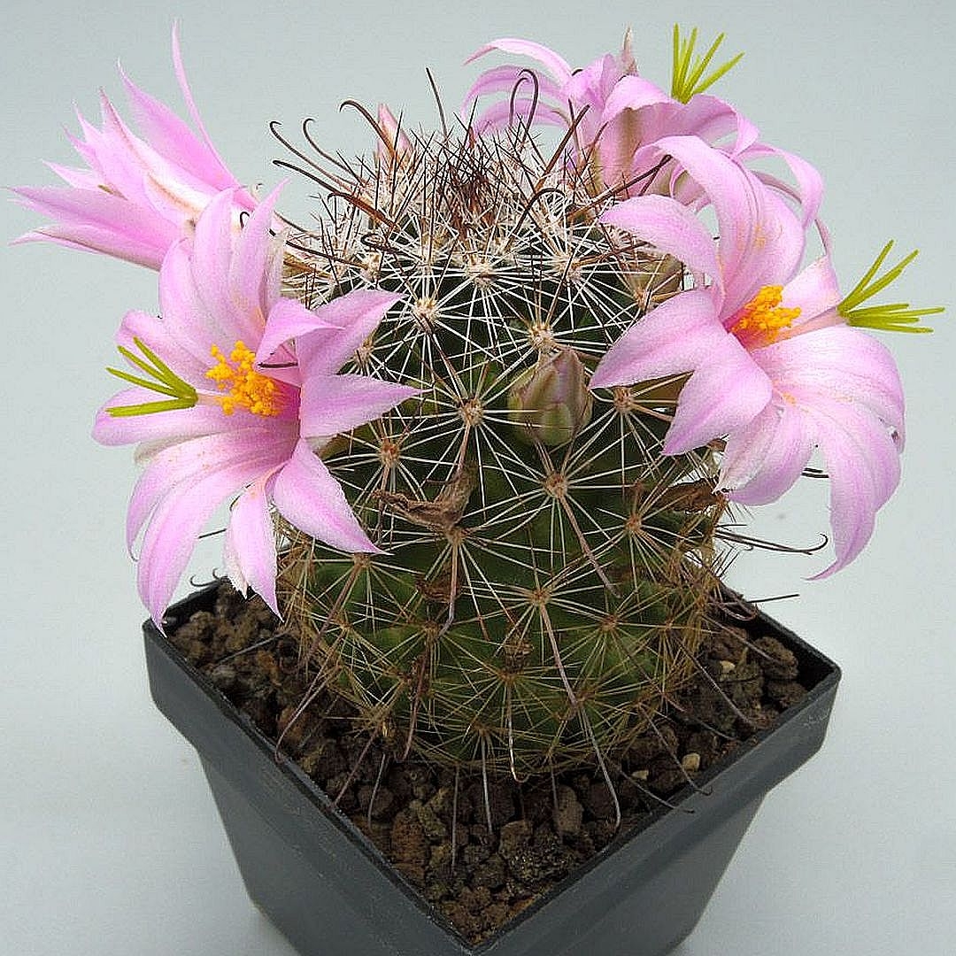 Mammillaria alamensis