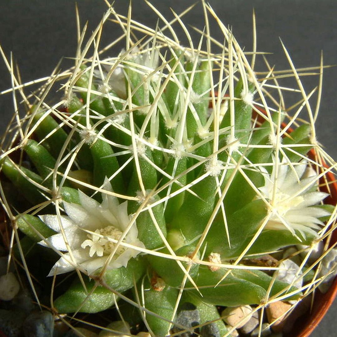 Mammillaria albescens