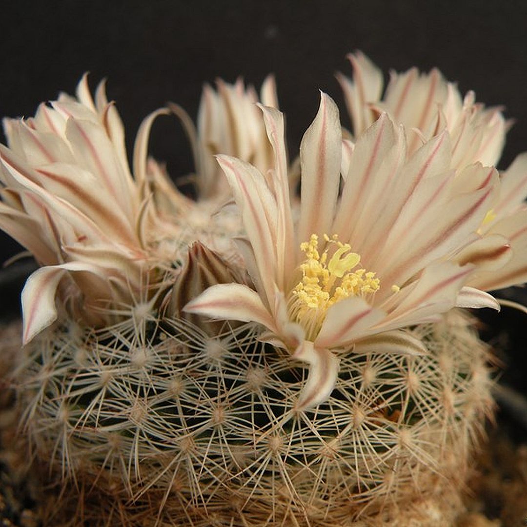 Mammillaria albiarmata
