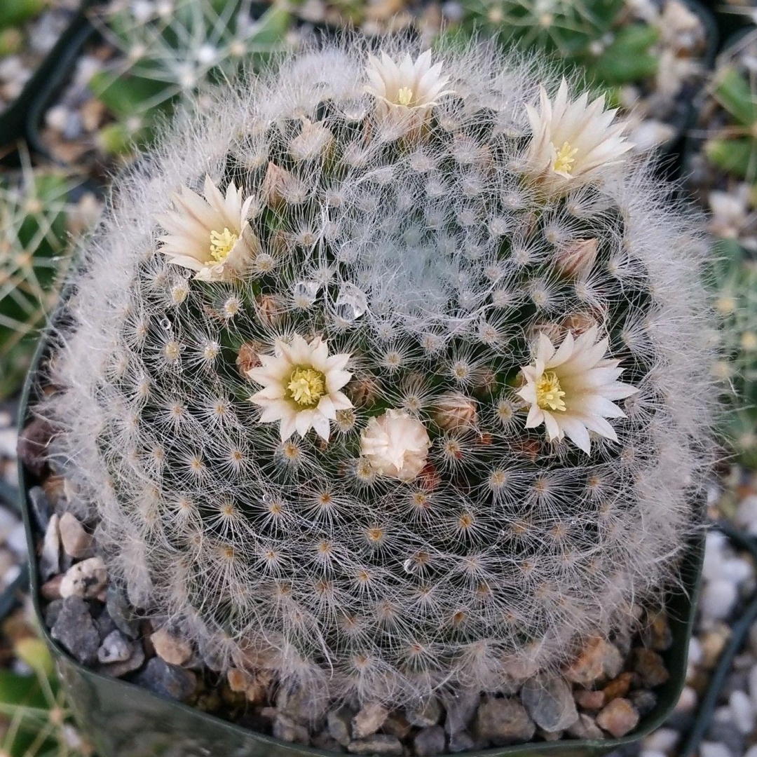 Mammillaria albicoma