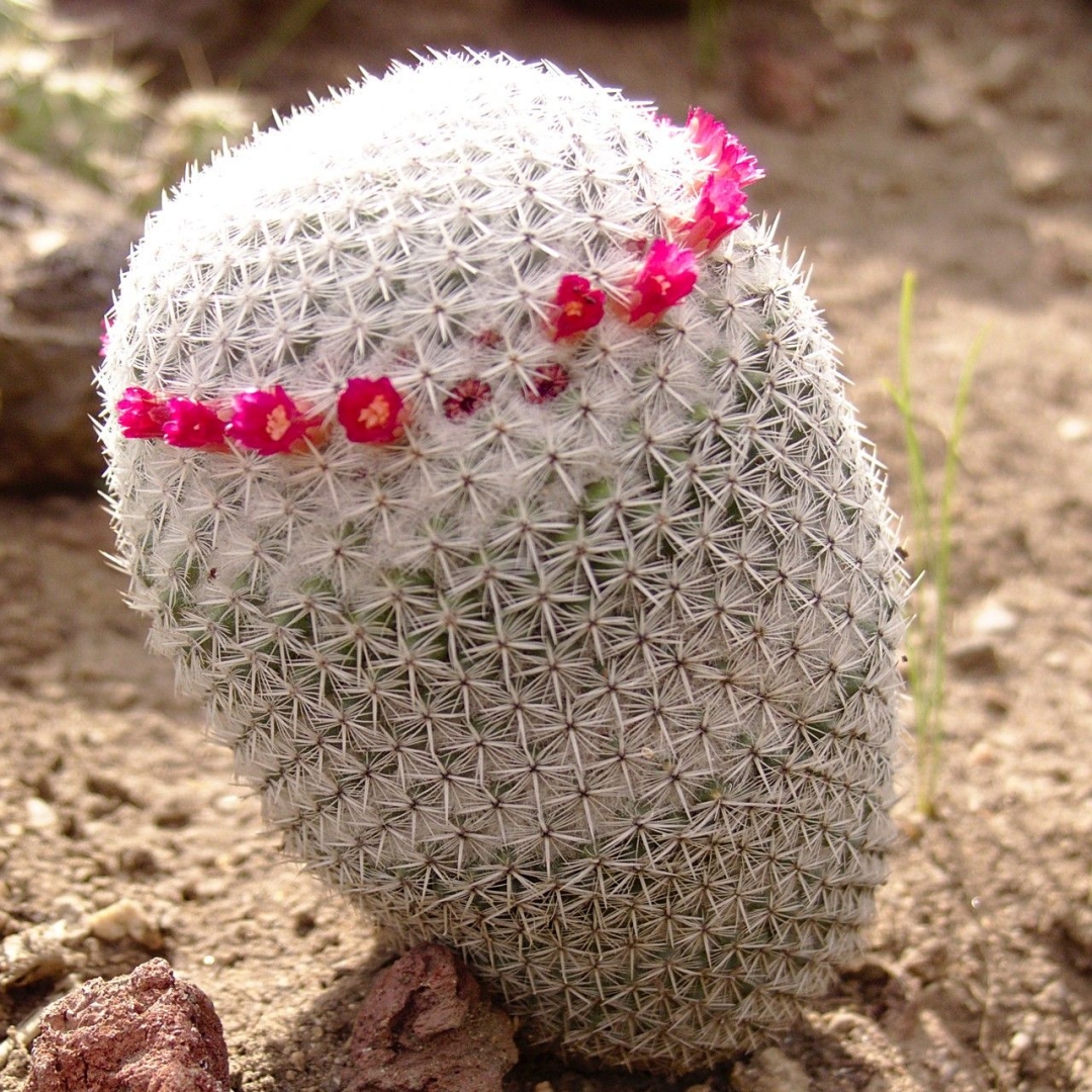 Mammillaria albilanata