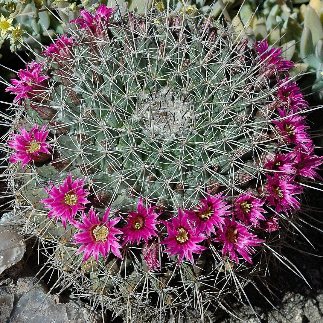 Mammillaria amajacensis
