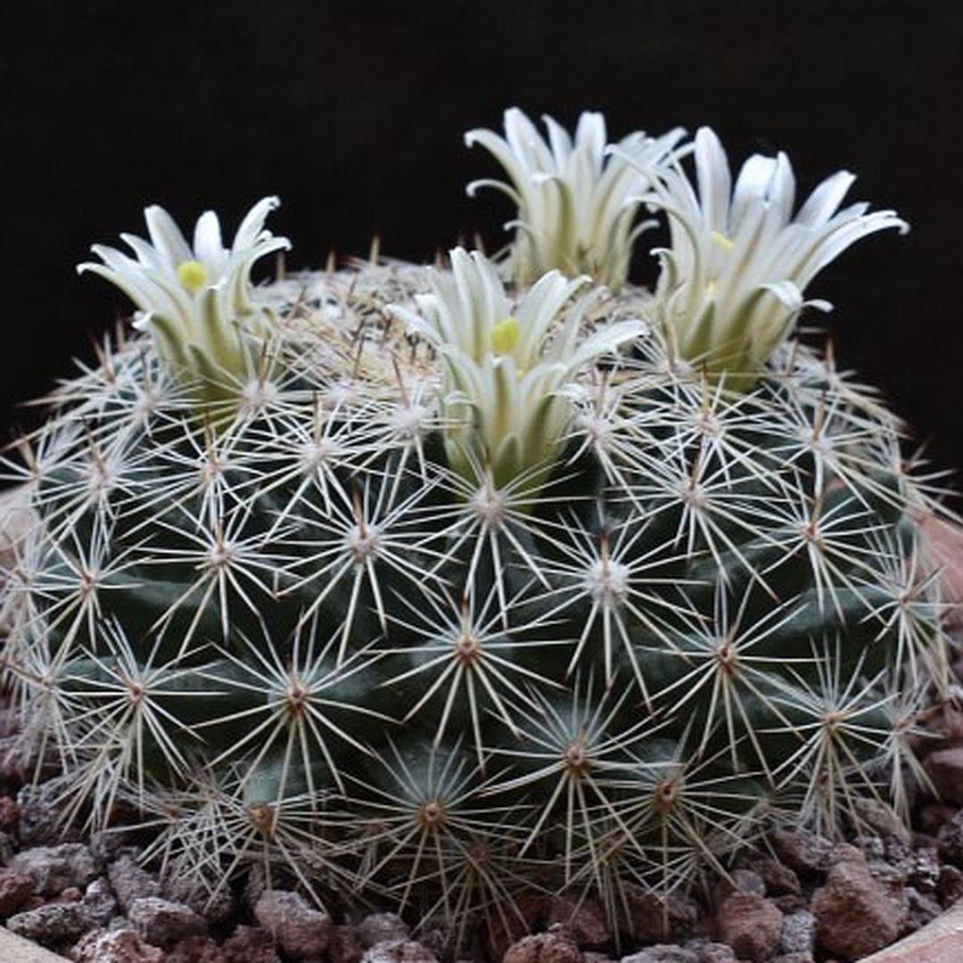 Mammillaria applanata