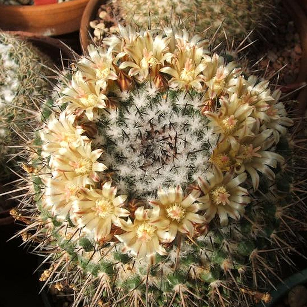 Mammillaria armatissima