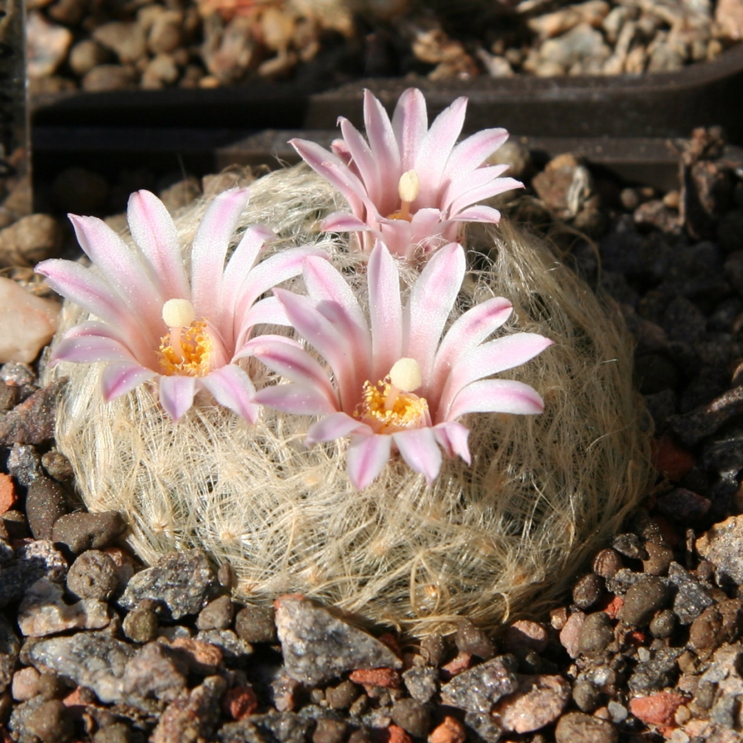 Mammillaria aureilanata