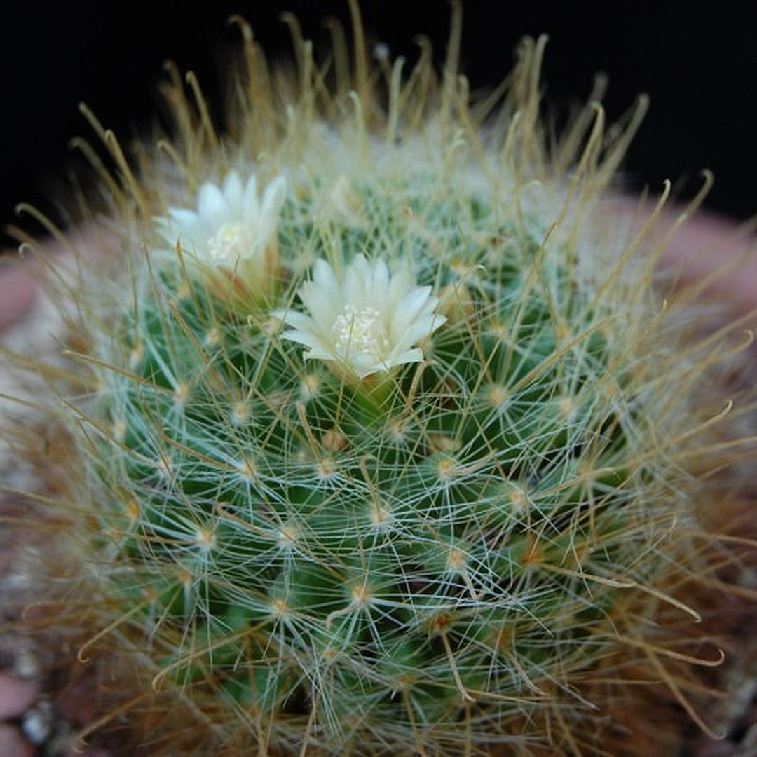 Mammillaria aureoviridis