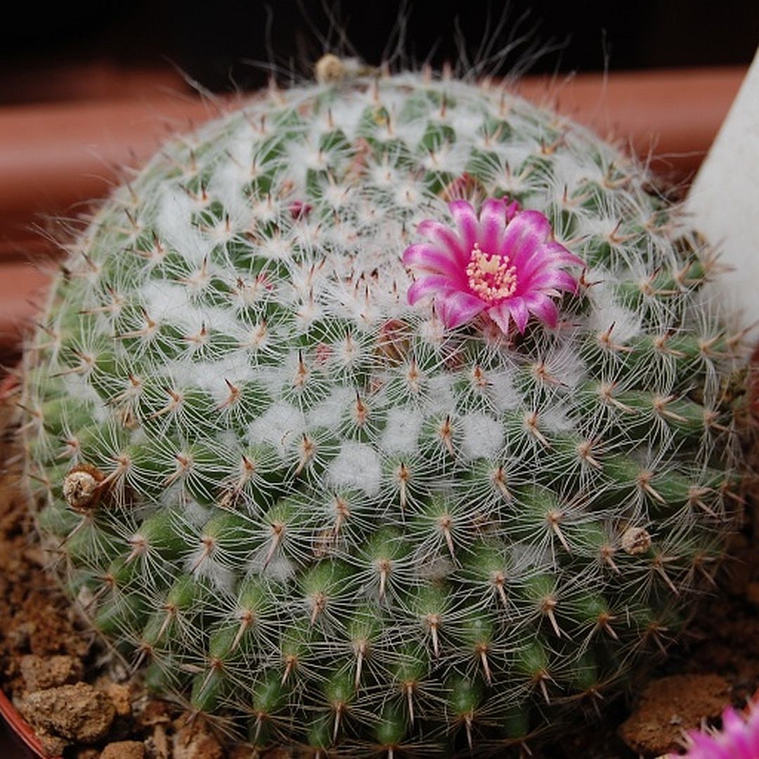 Mammillaria bachmannii