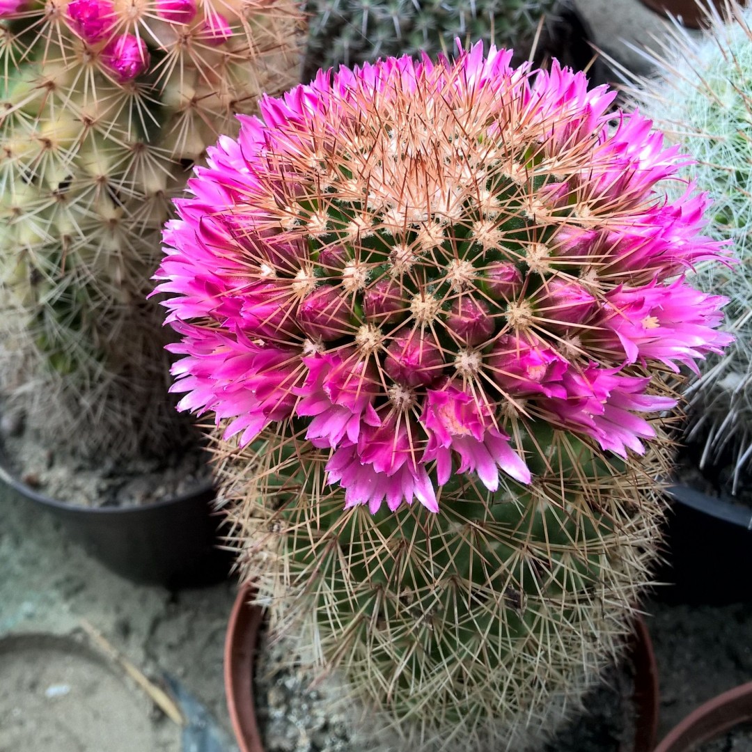 Mammillaria backebergiana
