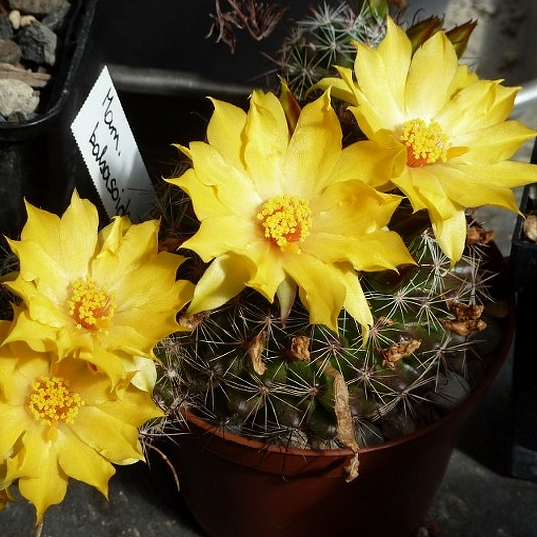 Mammillaria balsasoides