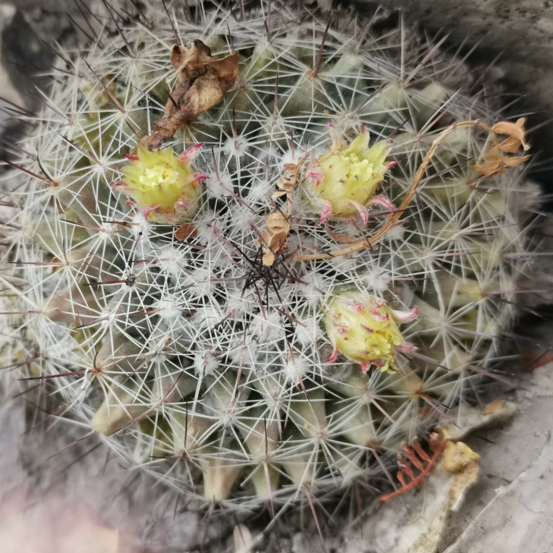 Mammillaria baxteriana