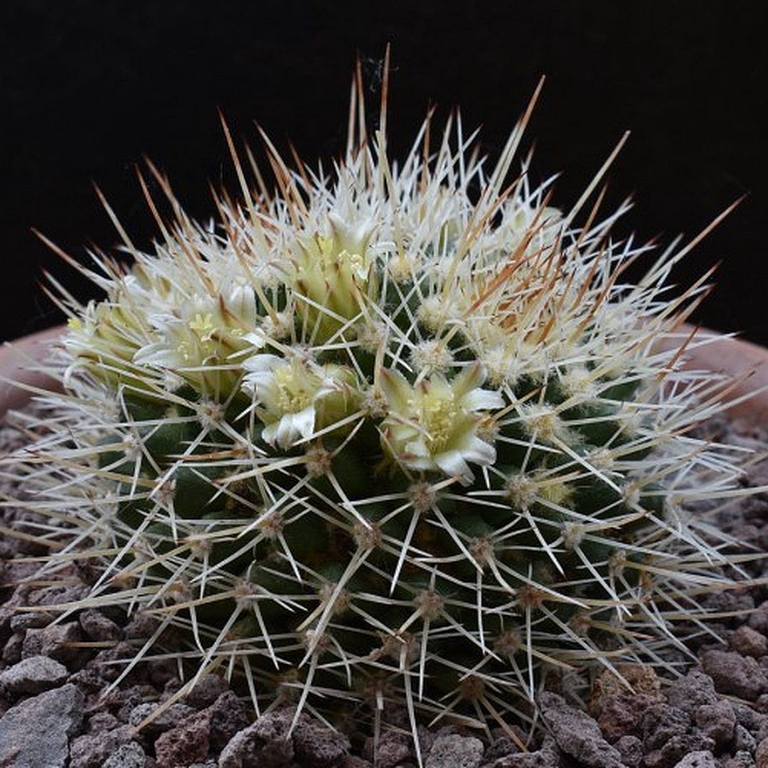 Mammillaria beiselii