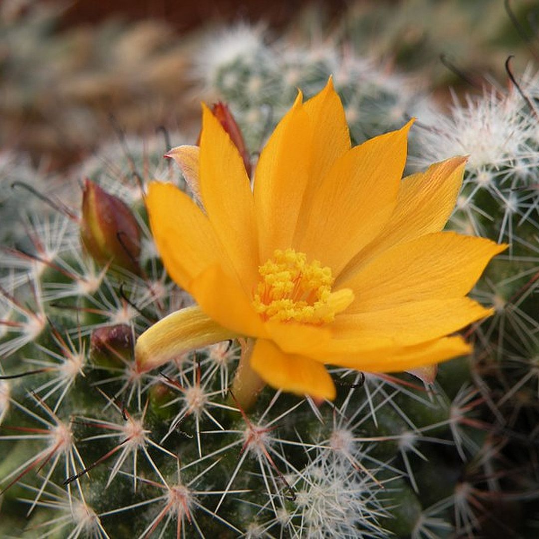 Mammillaria beneckei.