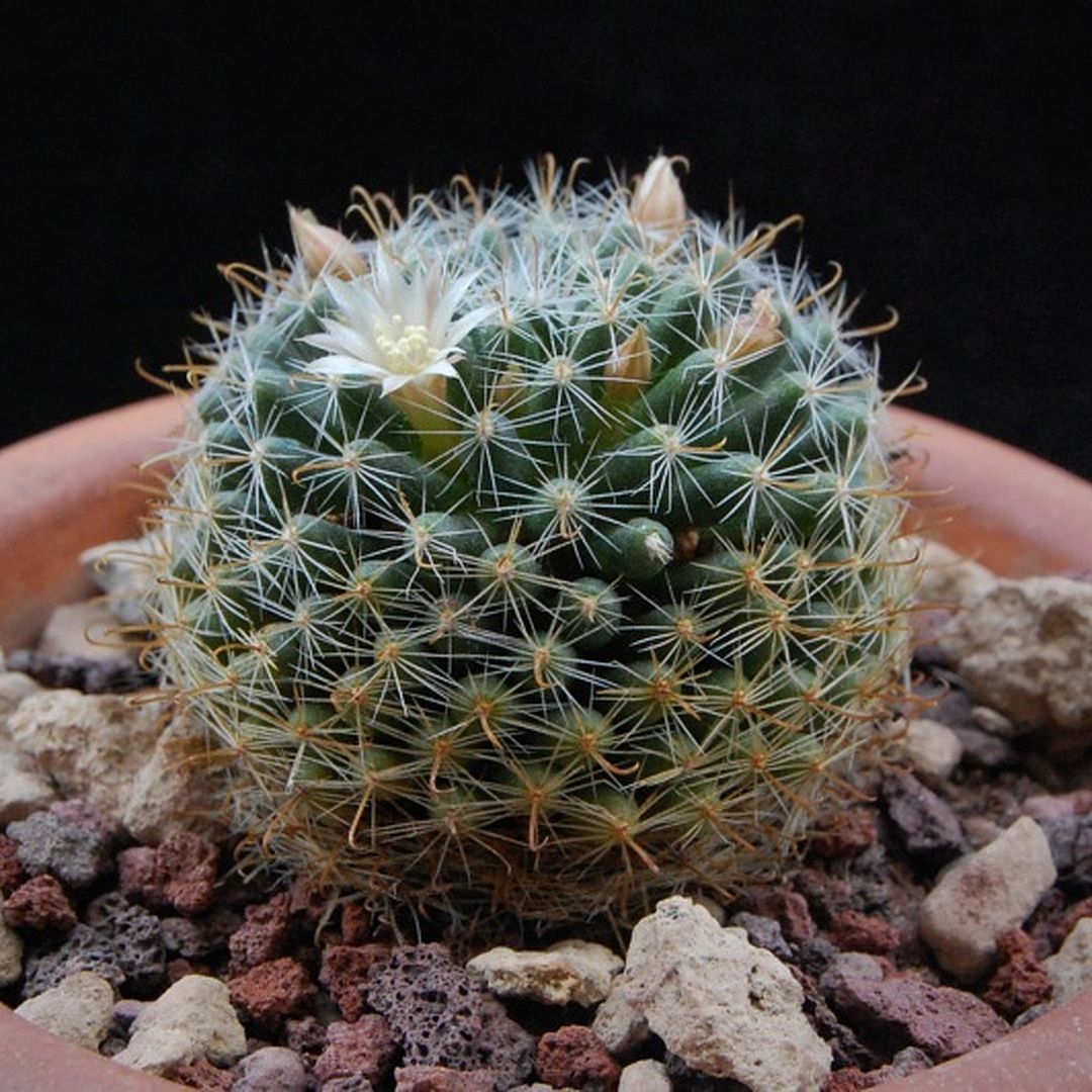 Mammillaria boedekeriana