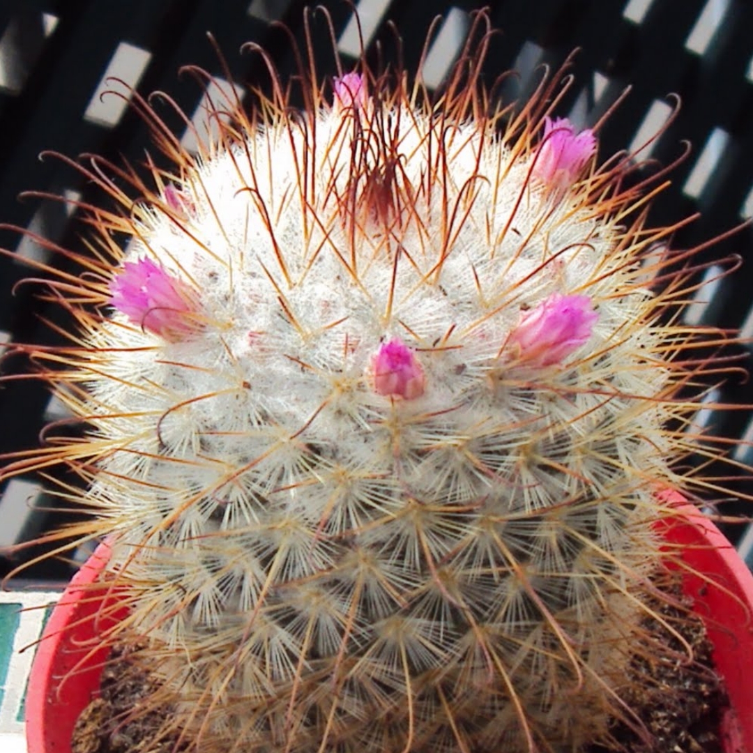 Mammillaria bombycina