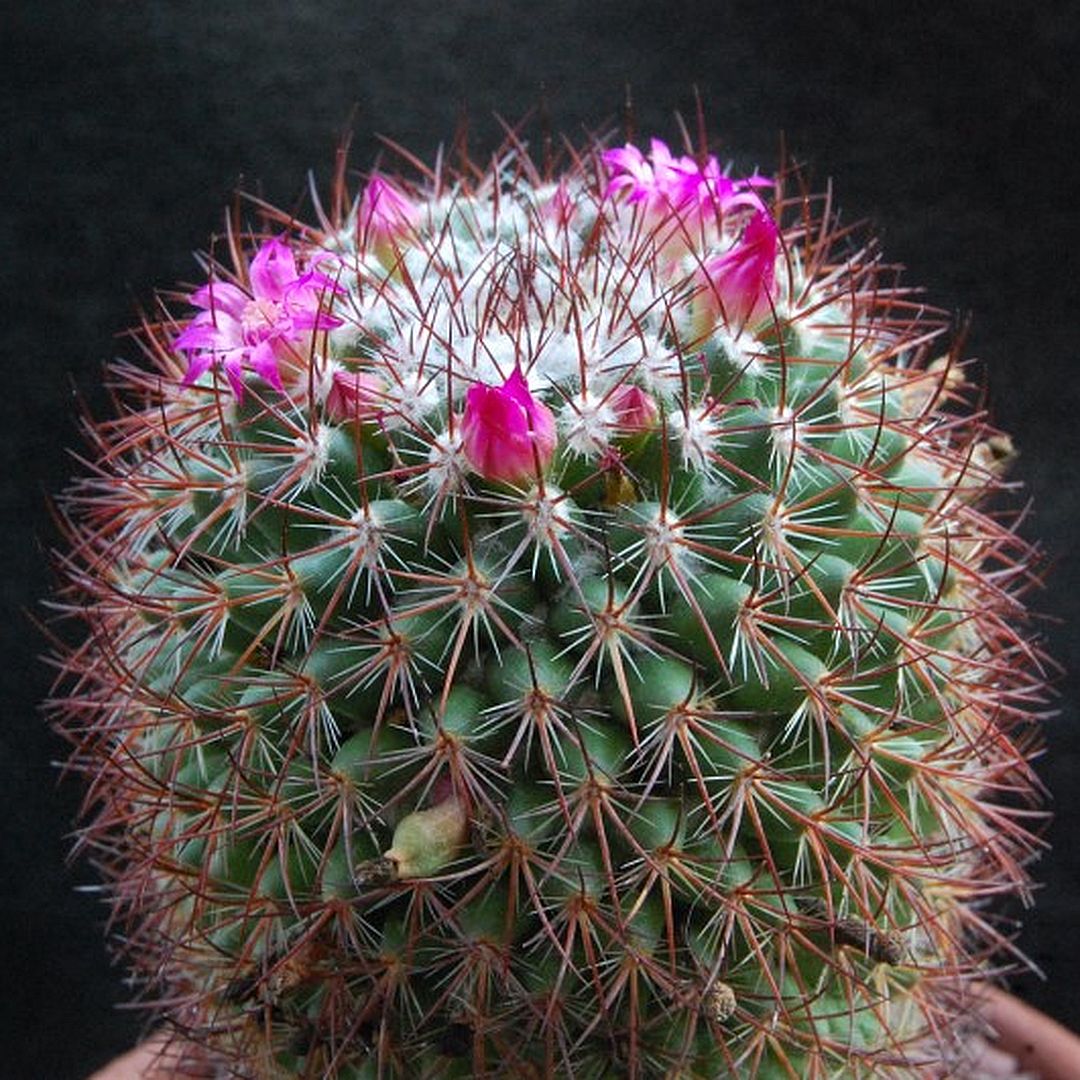 Mammillaria bonavitii