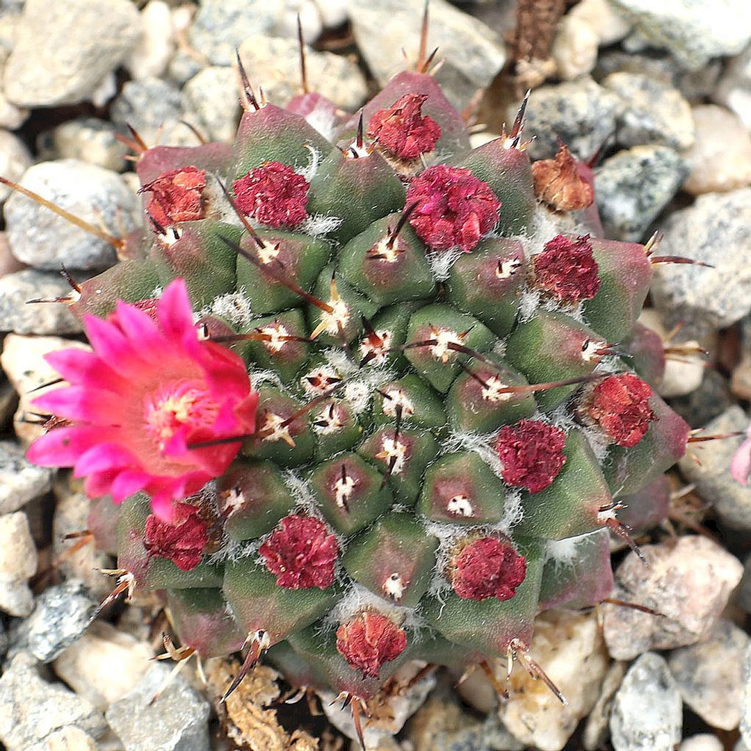 Mammillaria bucareliensis