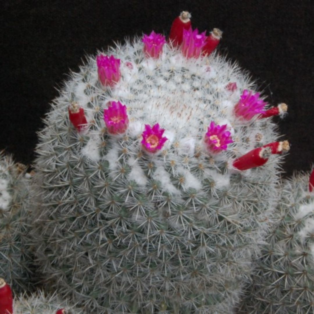 Mammillaria cadereytensis