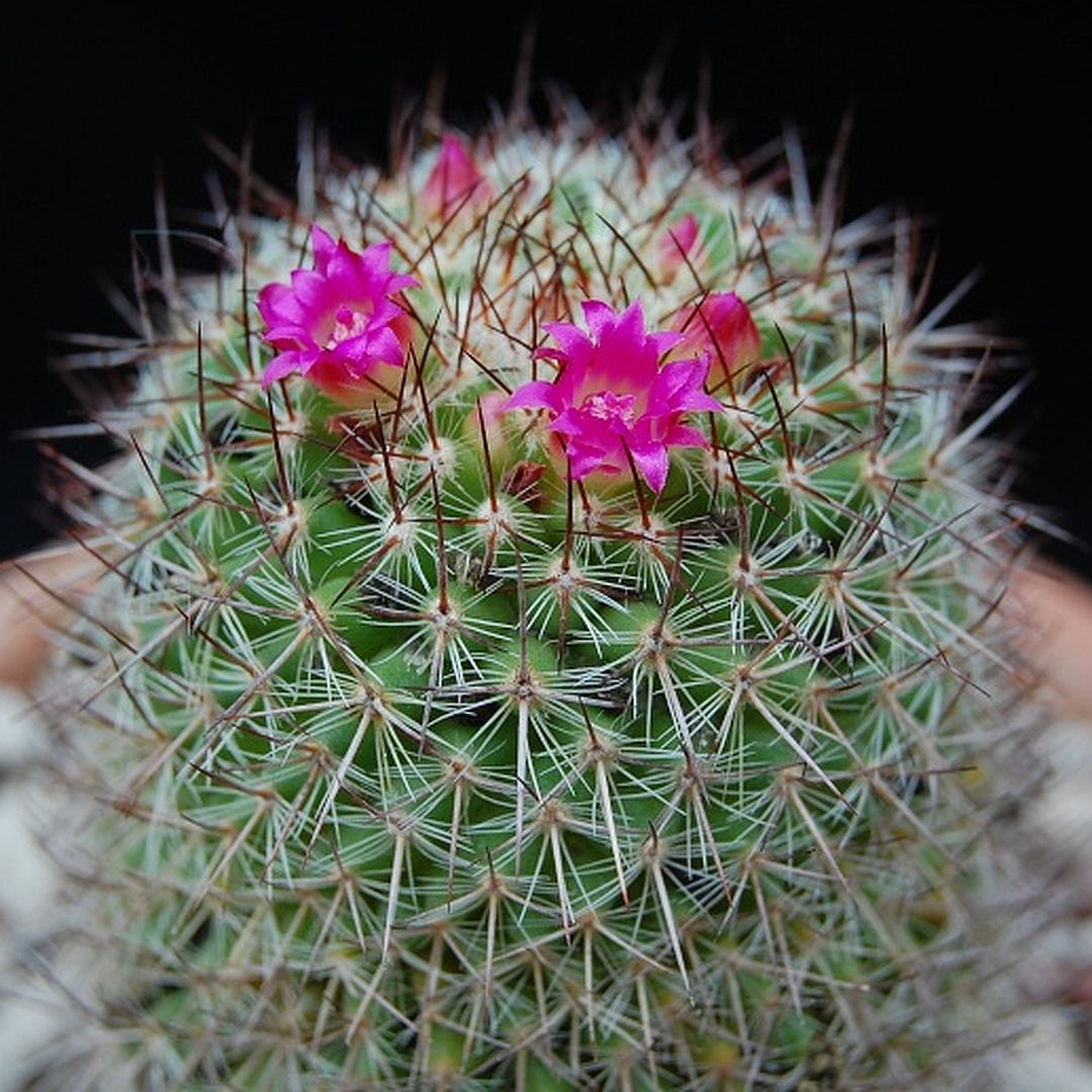 Mammillaria calacantha