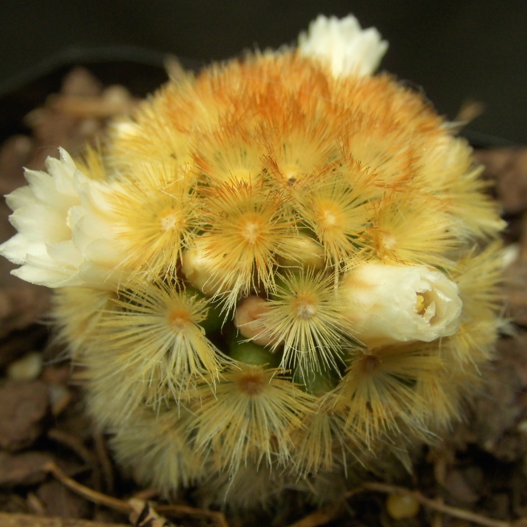 Mammillaria carmenae