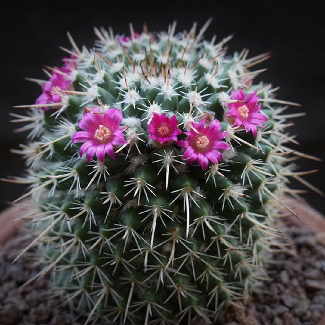 Mammillaria centricirrha