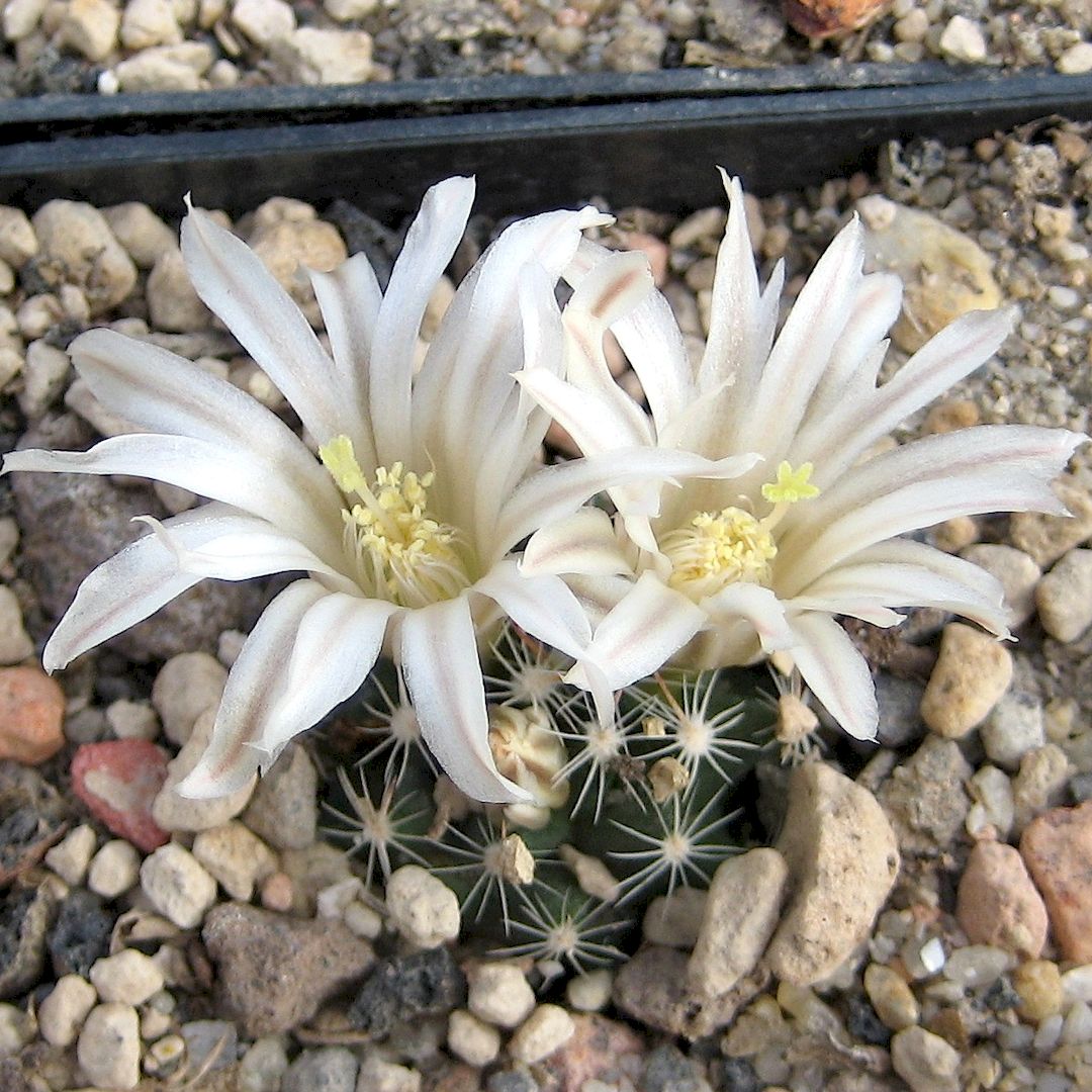 Mammillaria coahuilensis