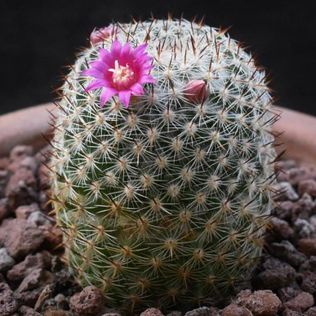Mammillaria collina