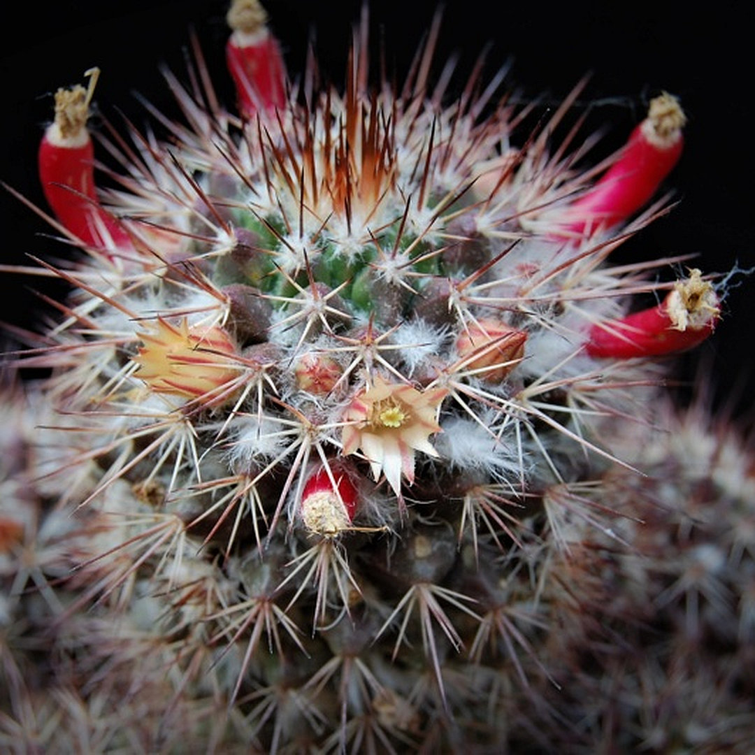 Mammillaria collinsii