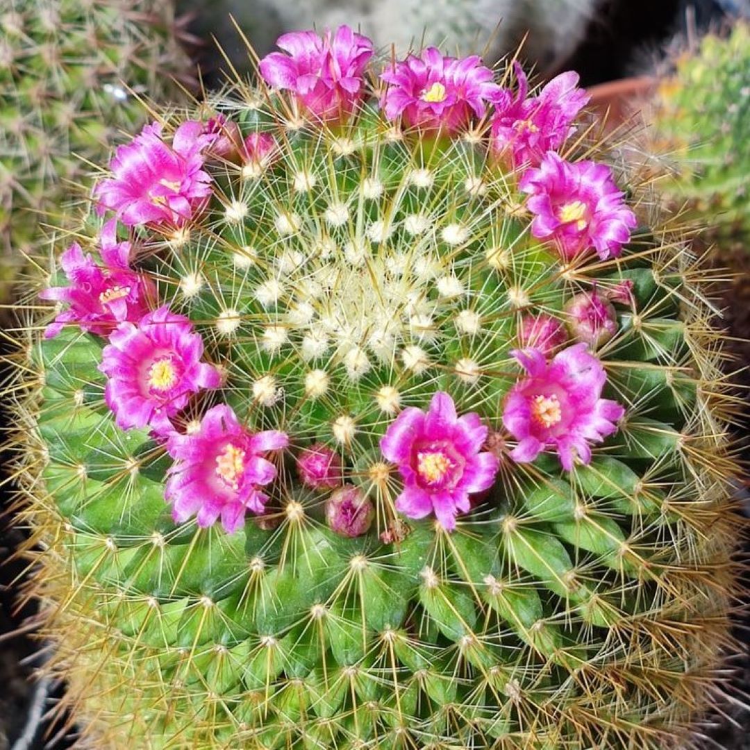 Mammillaria compacticaulis