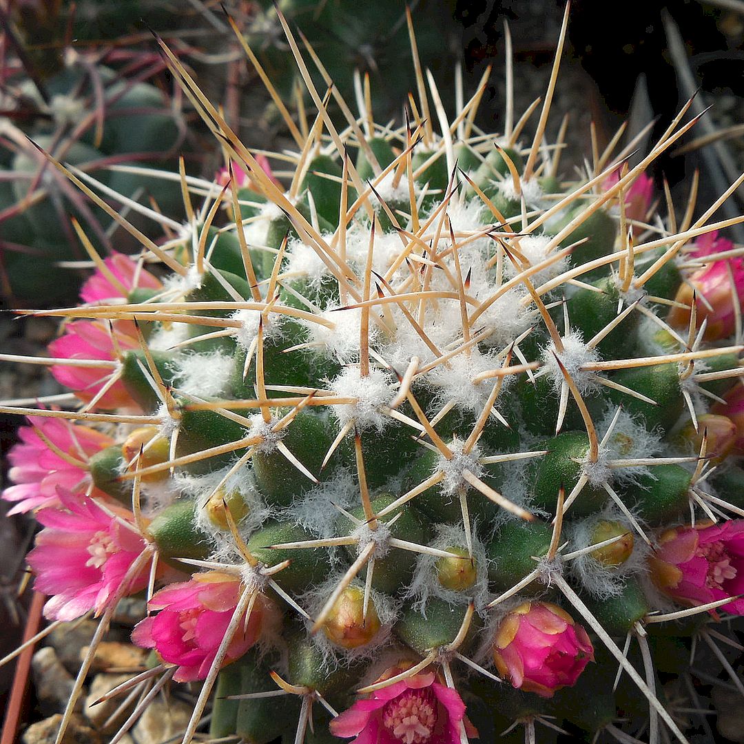 Mammillaria compressa