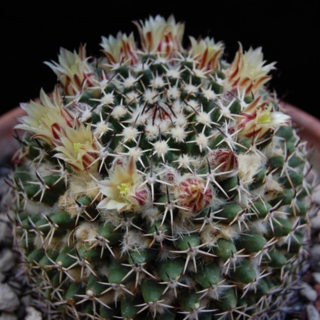 Mammillaria confusa
