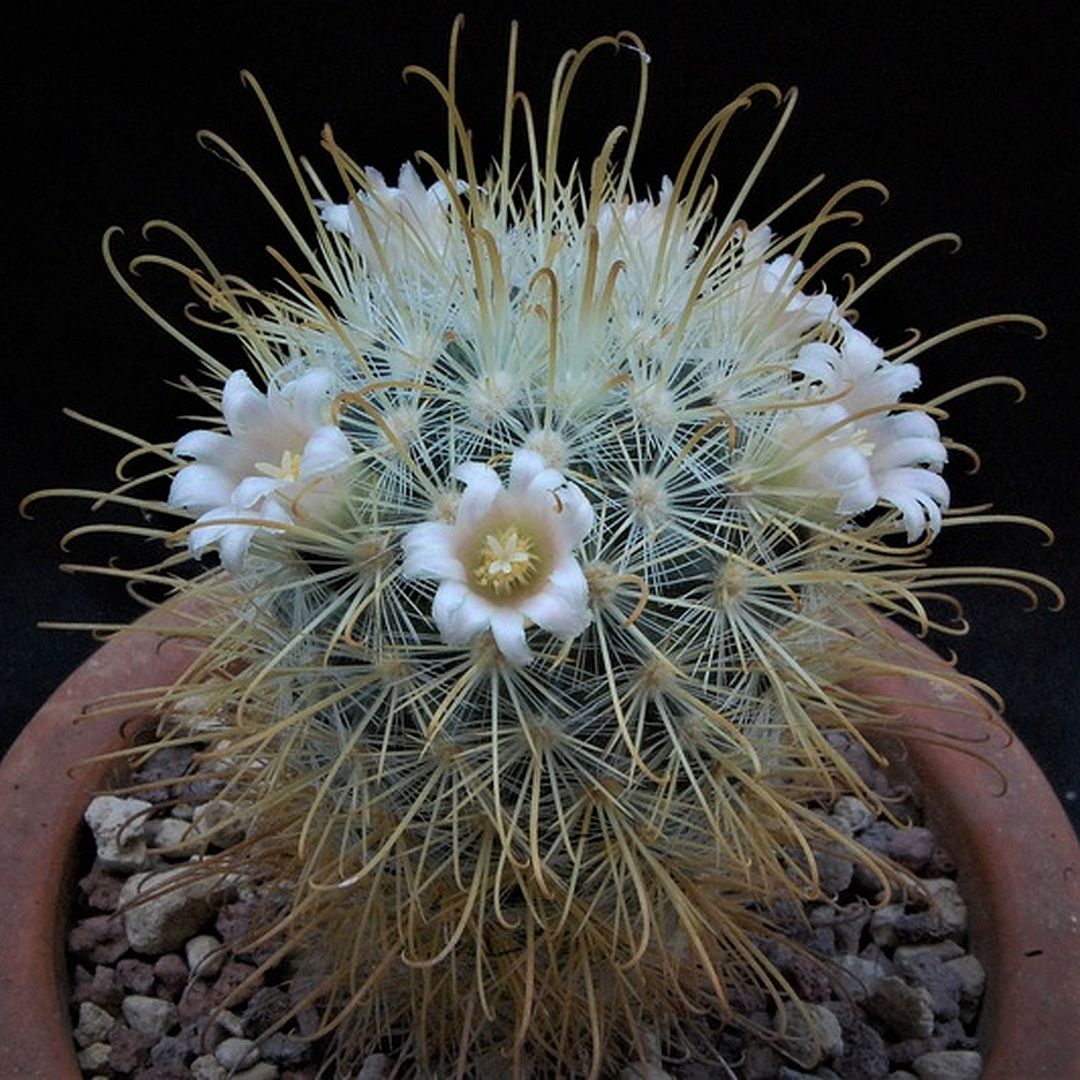 Mammillaria cowperae