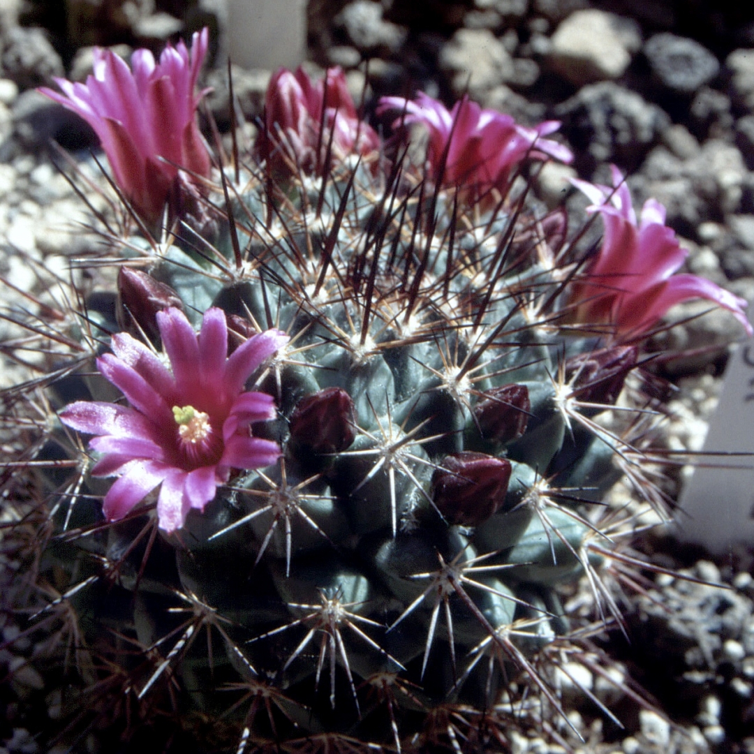 Mammillaria craigii