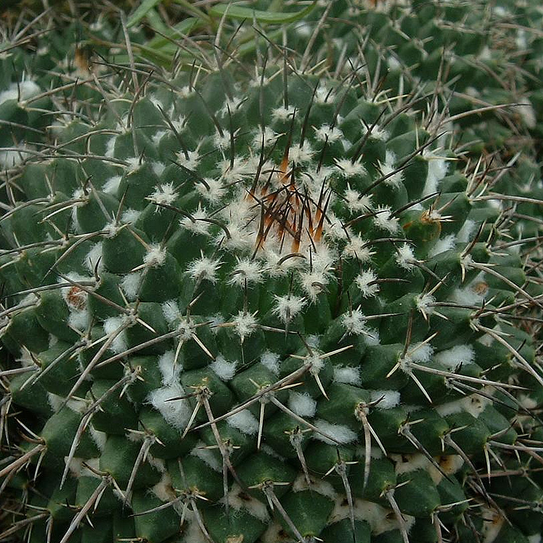 Mammillaria crocidata