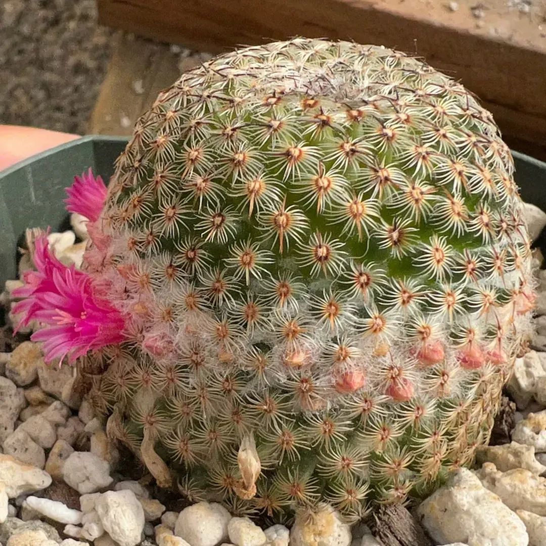 Mammillaria crucigera