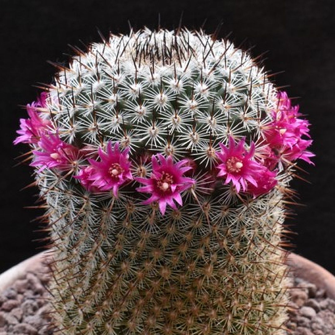 Mammillaria dealbata