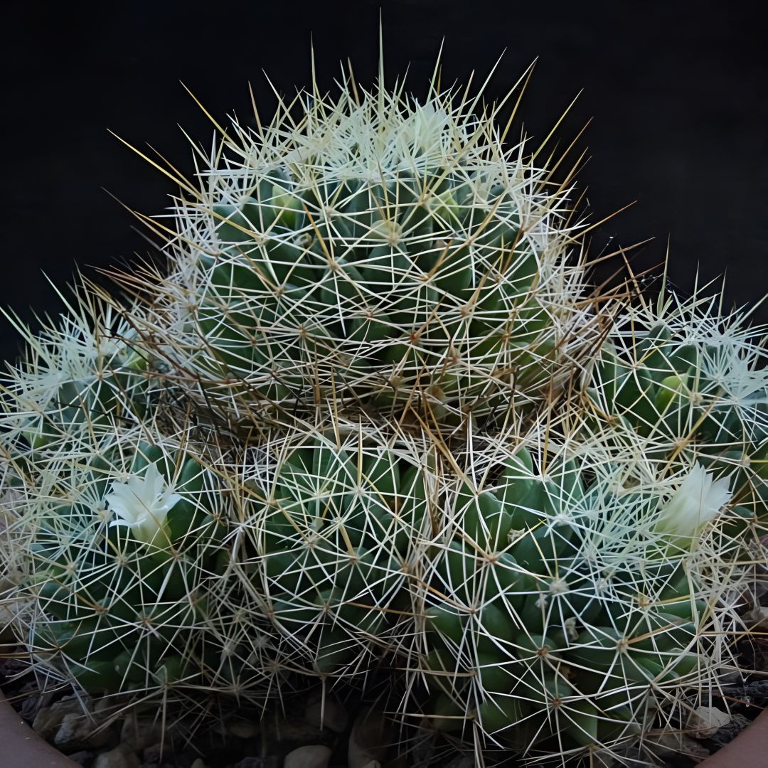 Mammillaria decipiens