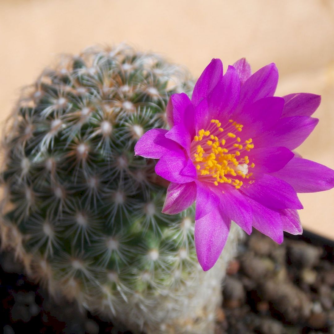 Mammillaria deherdtiana