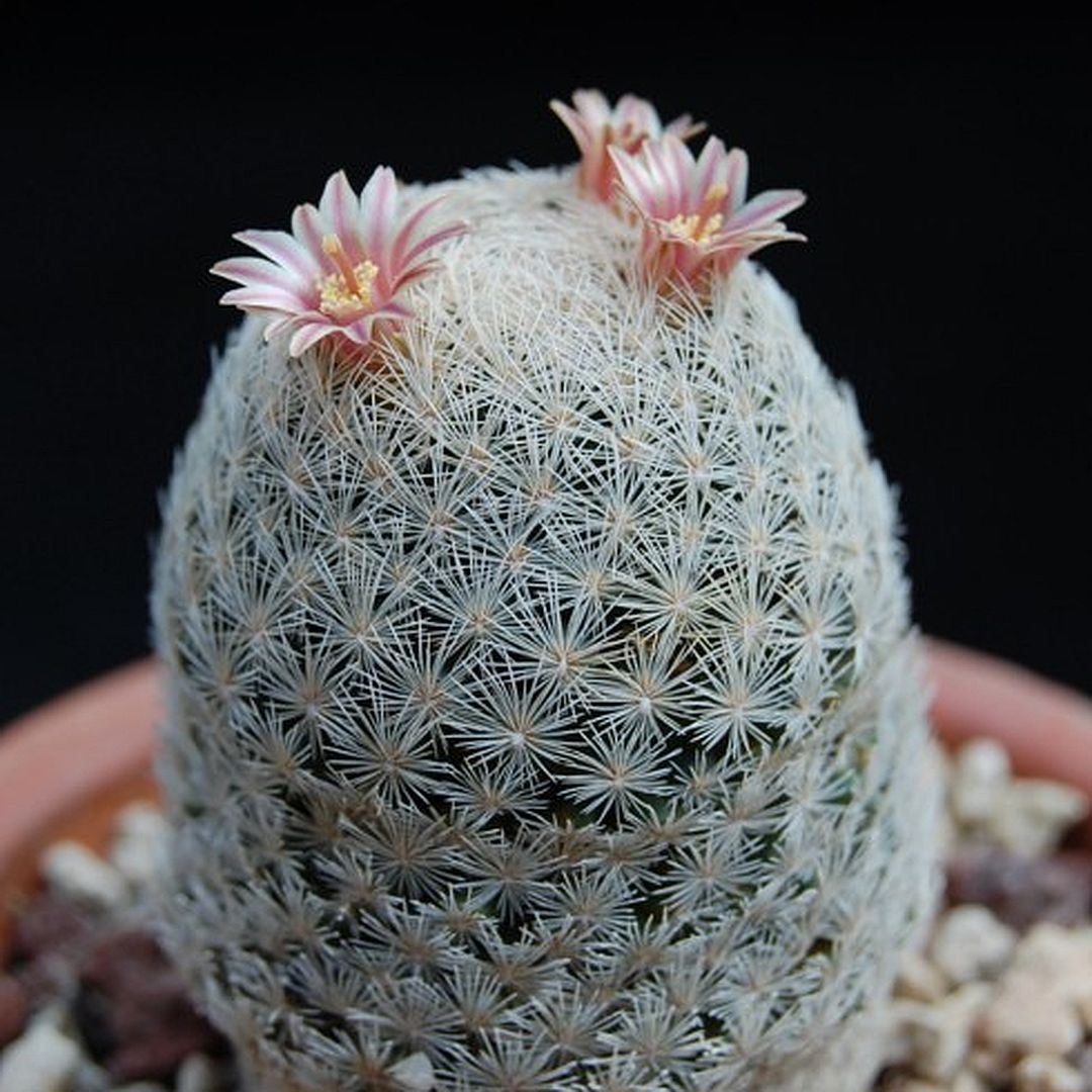 Mammillaria denudata