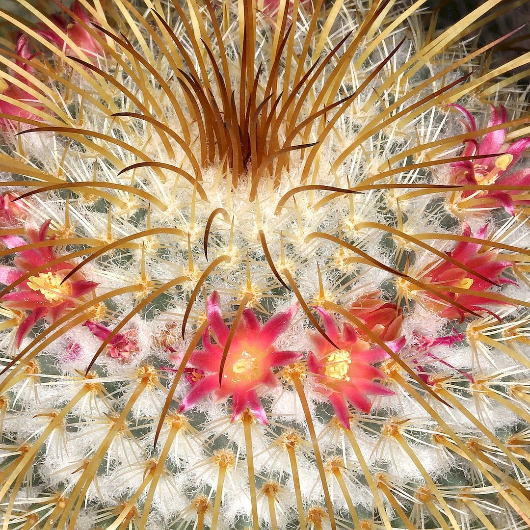 Mammillaria dixanthocentron