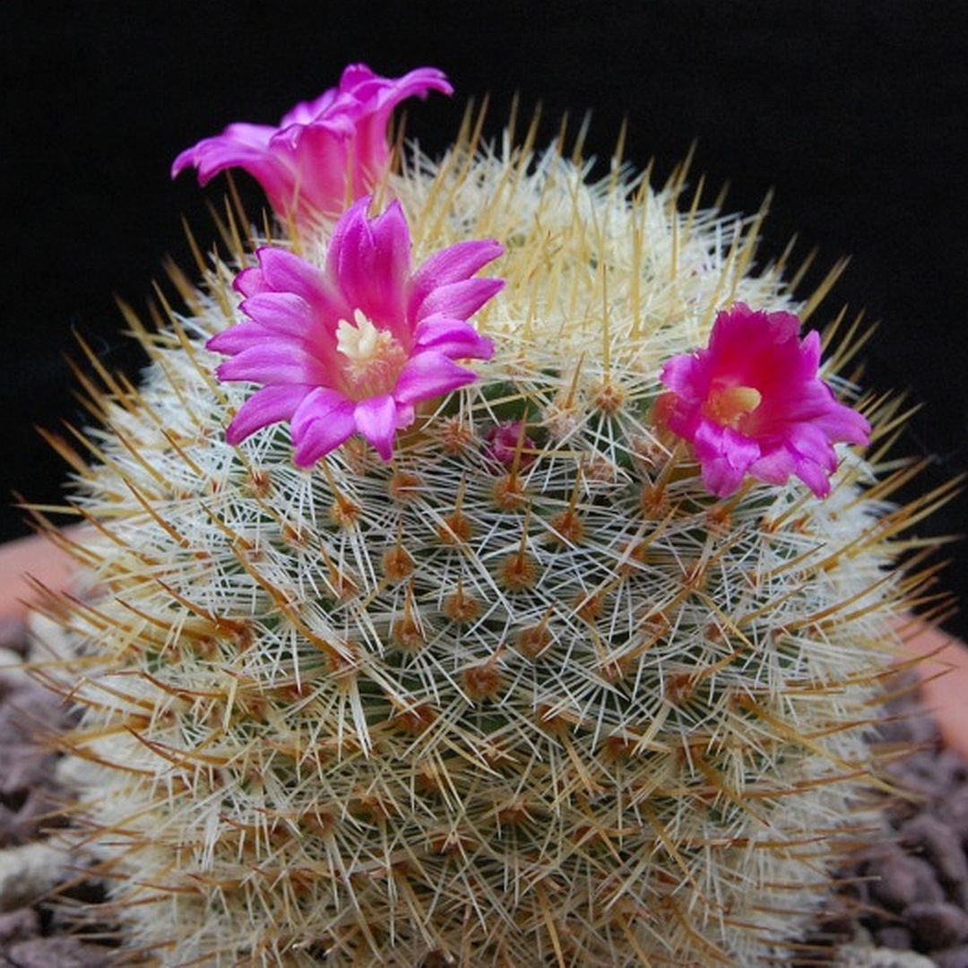Mammillaria donatii
