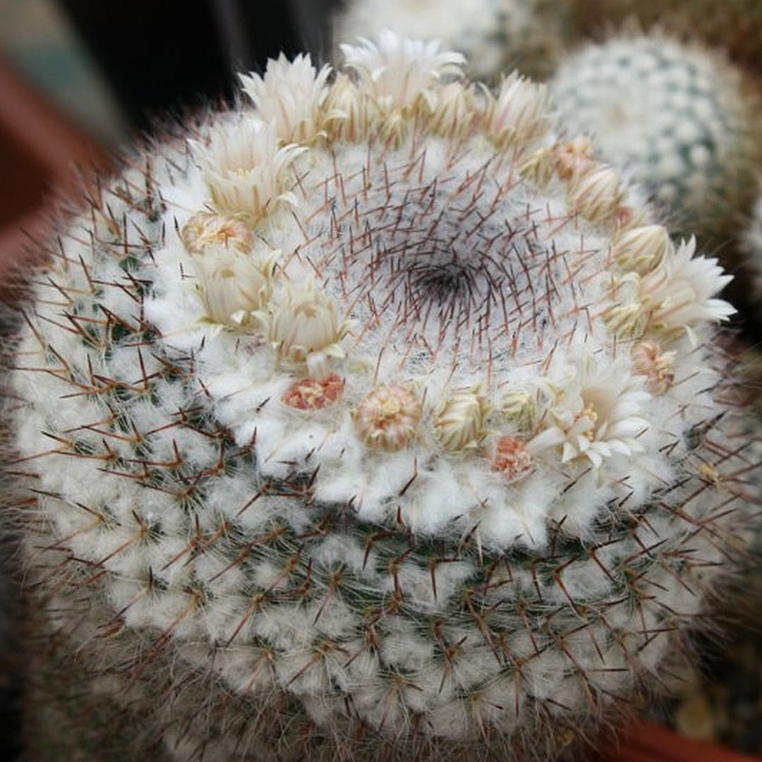Mammillaria dyckiana