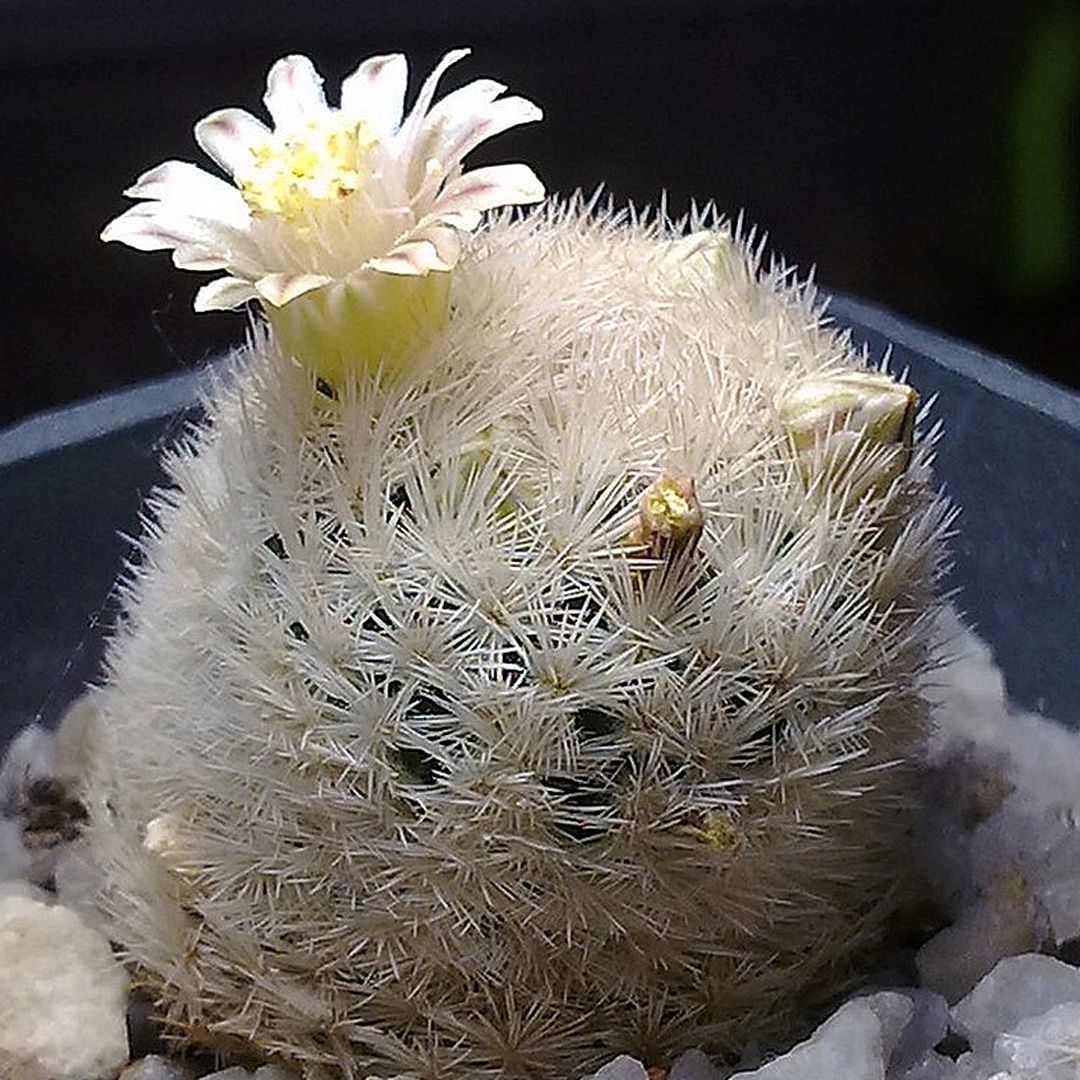 Mammillaria egregia